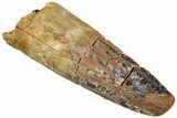 Real Fossil Spinosaurus Tooth - Feeding Worn Tip #311276-1